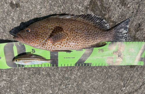 オオモンハタの釣果