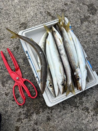 カマスの釣果