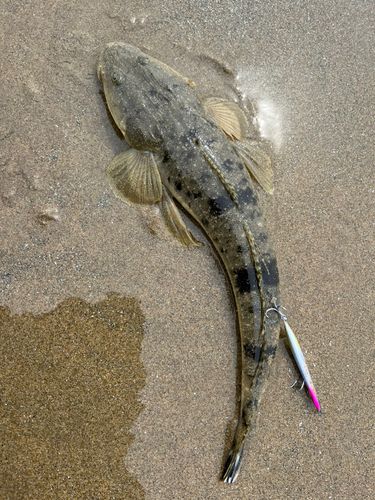マゴチの釣果