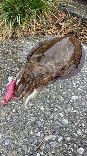 モンゴウイカの釣果