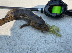 アイナメの釣果