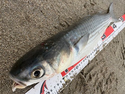 ボラの釣果