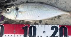 マアジの釣果