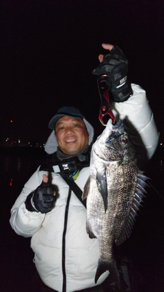 クロダイの釣果