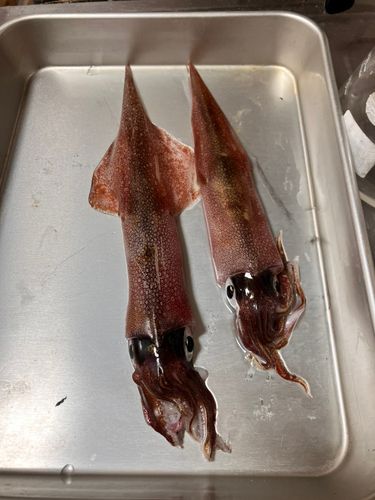 ヤリイカの釣果