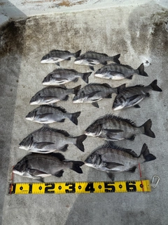 クロダイの釣果