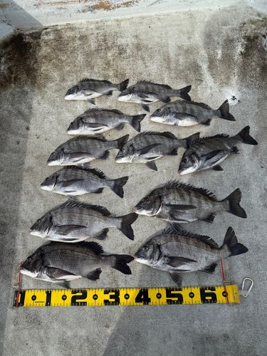 クロダイの釣果