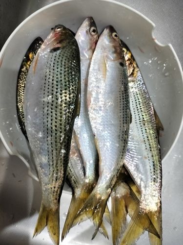 コノシロの釣果