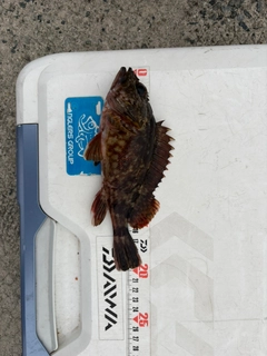 ガシラの釣果