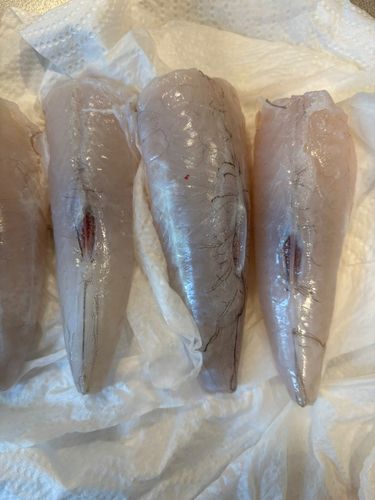 ショウサイフグの釣果