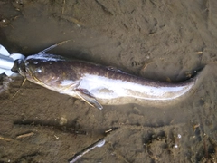 マナマズの釣果
