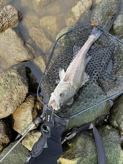 釣果