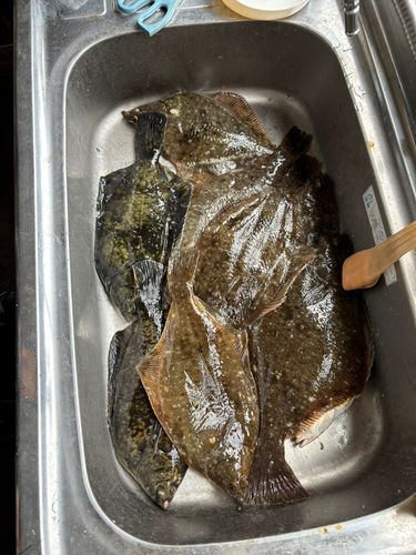 マガレイの釣果