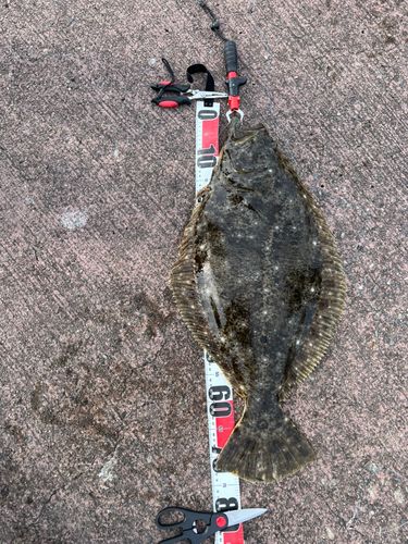 ヒラメの釣果