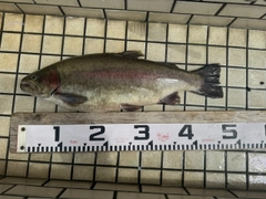 ニジマスの釣果