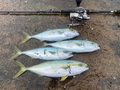 コゾクラの釣果