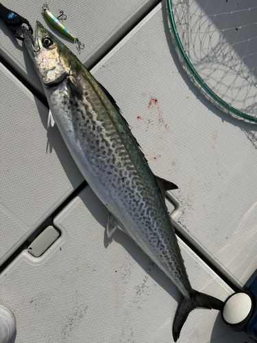 サワラの釣果