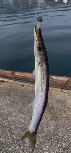 アカカマスの釣果