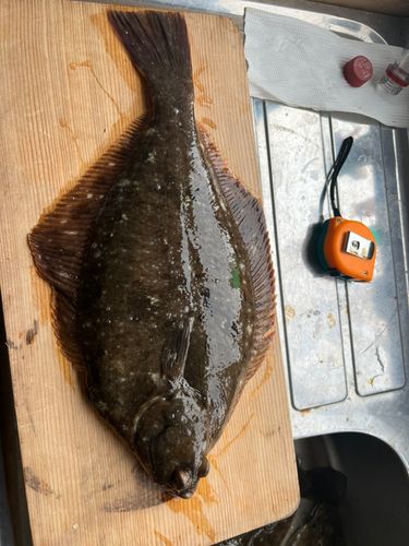 カレイの釣果