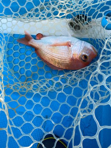 レンコダイの釣果