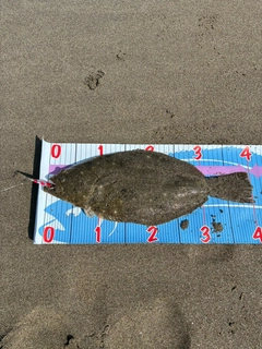 ヒラメの釣果