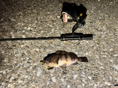 シロメバルの釣果