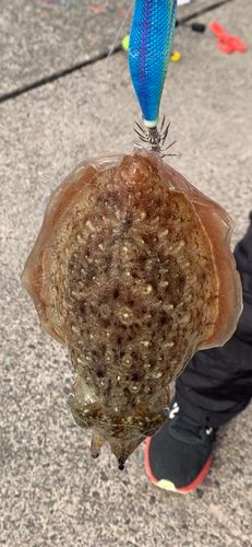 コウイカの釣果