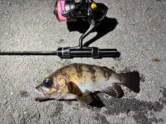 シロメバルの釣果