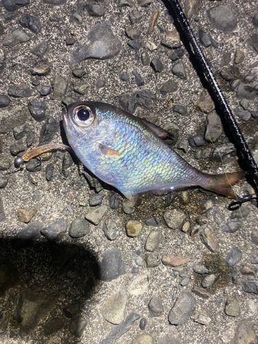 ハタンポの釣果