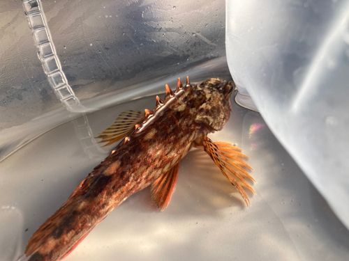 カサゴの釣果