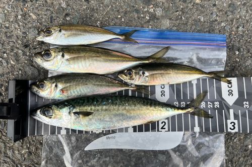 アジの釣果