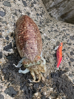 コウイカの釣果