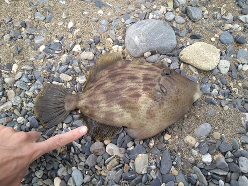 カワハギの釣果