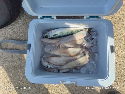 ヤリイカの釣果