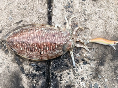 コウイカの釣果