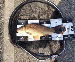 フナの釣果