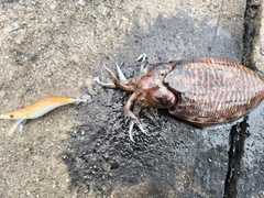 コウイカの釣果