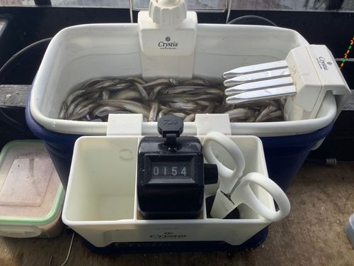 ワカサギの釣果