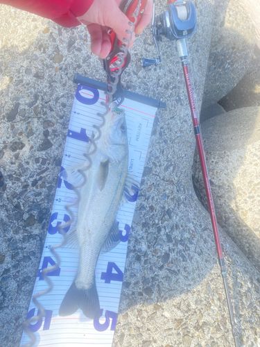 スズキの釣果