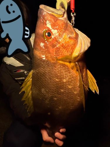 フエフキダイの釣果