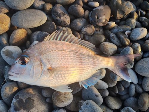 タイの釣果
