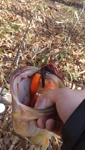 ブラックバスの釣果