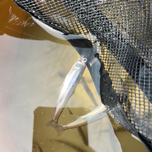 ワカサギの釣果