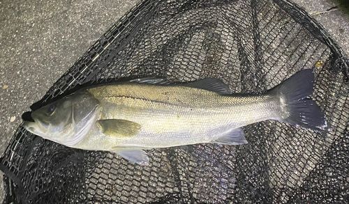スズキの釣果