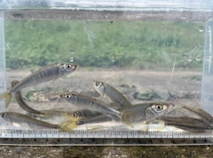 オイカワの釣果