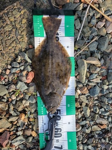 ヒラメの釣果