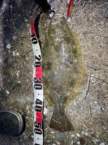 ヒラメの釣果