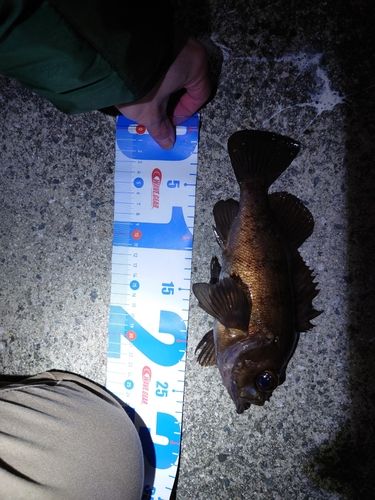 メバルの釣果