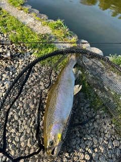 ニジマスの釣果