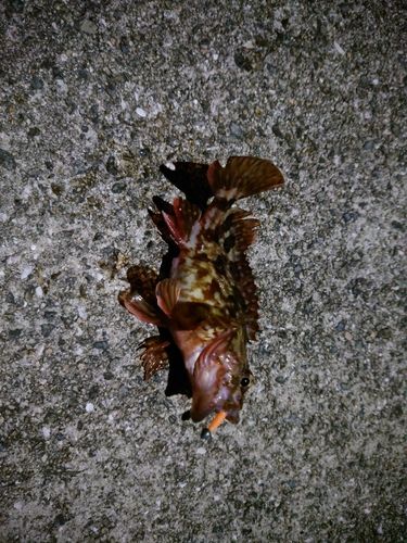 カサゴの釣果